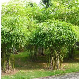 庭院盆景绿化f大型佛肚竹罗汉凤尾竹米竹室内植物盆栽观赏竹子竹