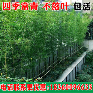 竹子苗四季 青庭院k植物北方耐寒紫竹苗早园竹罗汉竹苗大型户外盆