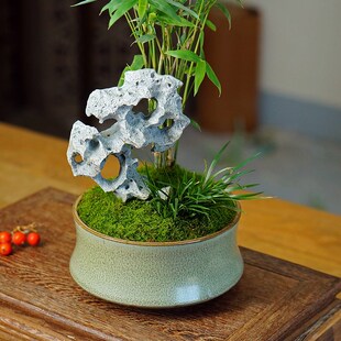 太湖石米竹菖蒲苔藓中式 盆景办公室茶桌面耐阴好养V竹子植物小盆