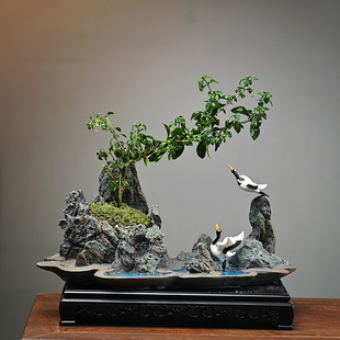 文竹六月雪盆景植物办公室内w四季 常青微景观绿植好养桌面摆件盆