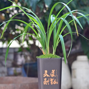 阳台花卉春剑隆昌素名品兰花C绿植盆栽带盆兰草送礼佳品