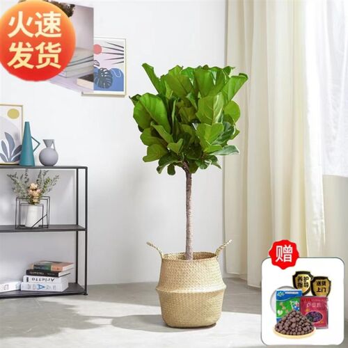 琴叶榕盆栽室内大型绿植办公室客C厅除甲醛琴叶榕大叶好养易活植