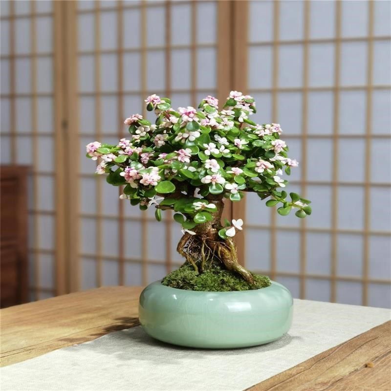 提根造型老桩金枝玉叶盆景室内外好养绿植四季常Z青懒人植物,鲜花速递/花卉仿真/绿植园艺,造型盆景,淘宝优惠券,粉丝福利购,淘宝优惠卷