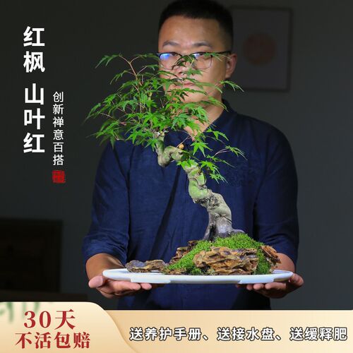红枫盆景水旱造型k室内阳台庭院观叶植物彩色树叶四季好养中式摆