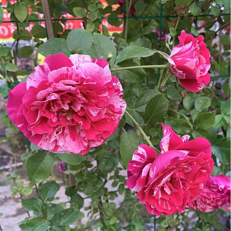 欧月无刺伊蕾莎斯特爬藤月季蔷薇花苗多花蔷薇月季花X苗庭院盆栽,鲜花速递/花卉仿真/绿植园艺,月季/蔷薇/玫瑰,淘宝优惠券,粉丝福利购,淘宝优惠卷