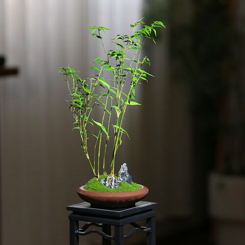 米竹盆栽水培盆景k客厅室内植物桌面观赏竹子盆栽庭院绿植办公室