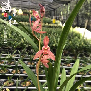 建兰八大红花满堂k红夏秋季带花苞老种兰花苗室内喜阴花卉绿植浓