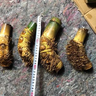 小叶簕竹盆景桩竹鞭竹根u室内外勒竹庭院景观绿植桌面簕竹常绿