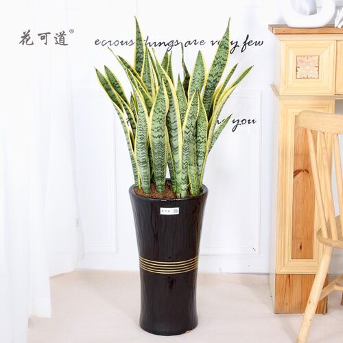 虎皮兰大型植物观叶天津绿植花卉同城送货盆Q栽室内客厅净化空气