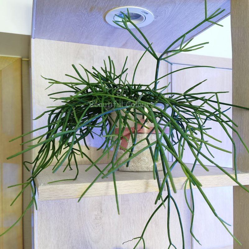 丝苇粗枝玉珊瑚槲寄生仙人掌阳A台多肉植物室内喀秋莎吊兰茗阳园