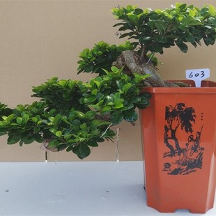 大型绿植迎客悬崖式盆栽 室内小叶榕树I盆景老桩 四季常青客厅摆