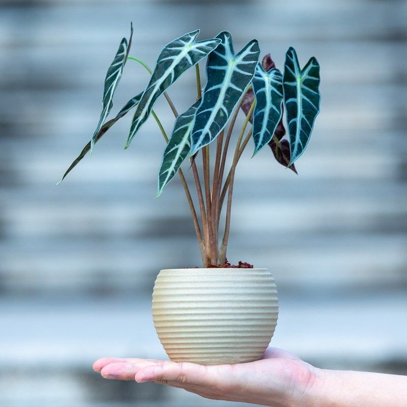 小仙女海芋盆栽植物花卉室内客厅办公室桌面小绿植适合Z懒人养的,鲜花速递/花卉仿真/绿植园艺,绿植,淘宝优惠券,粉丝福利购,淘宝优惠卷