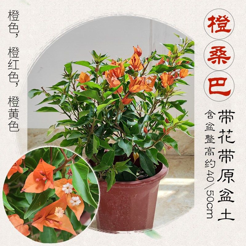 三角梅橙桑巴带花盆栽新品种四季开花老桩N爬藤庭院植物好养易活,鲜花速递/花卉仿真/绿植园艺,时令草本花卉,淘宝优惠券,粉丝福利购,淘宝优惠卷
