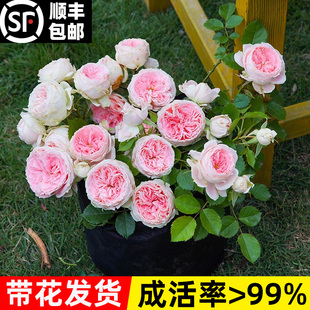 绒球门廊月季大花浓香门t廊绒球灌木月季花庭院阳台四季开花卉盆