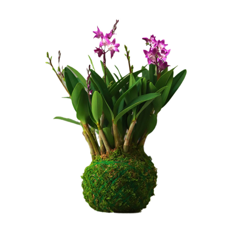 苔藓球石斛兰花卉室内浓香型观花盆E景带花苞易养活盆栽桌面小绿,鲜花速递/花卉仿真/绿植园艺,绿植,淘宝优惠券,粉丝福利购,淘宝优惠卷