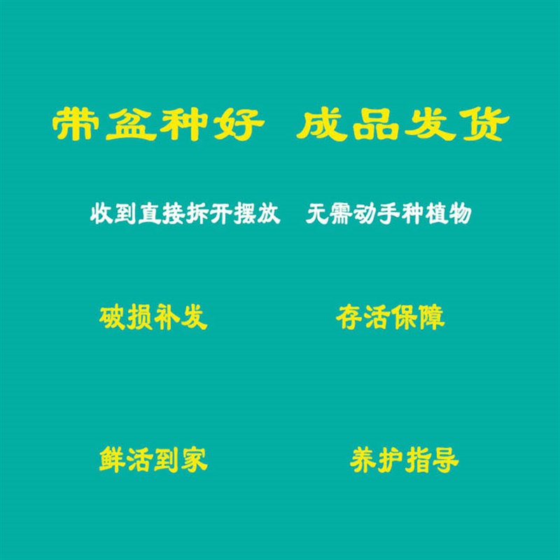小叶雀梅盆栽树桩造型假山盆景植C物老桩办公室内客厅绿植桌面好