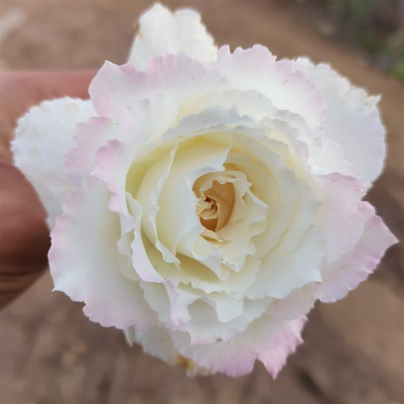 乐柏河本丰花月季花苗强香玫瑰大花盆栽庭K院地栽绿植勤花多季开,鲜花速递/花卉仿真/绿植园艺,月季/蔷薇/玫瑰,淘宝优惠券,粉丝福利购,淘宝优惠卷