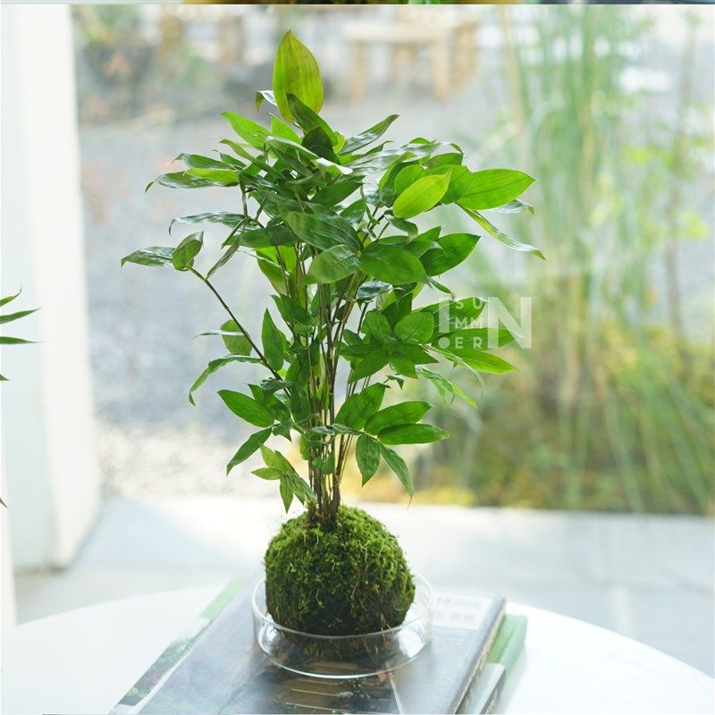 竹子 室内桌面茶室 茶桌茶台观叶 小盆I栽苔藓球水培易养护 植物,鲜花速递/花卉仿真/绿植园艺,绿植,淘宝优惠券,粉丝福利购,淘宝优惠卷