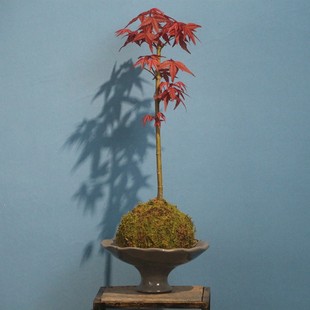 苔藓球小叶c红枫盆景四季红桌面茶几办公室小盆栽好养易活水培植