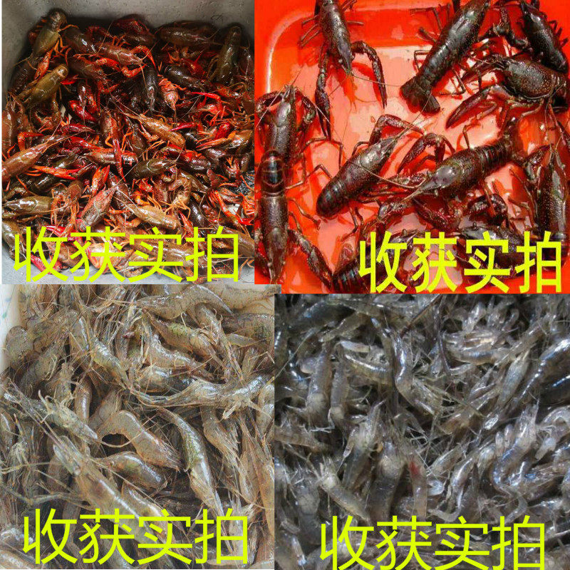 虾公散晕虾药捕虾灵加强版河虾C龙虾钓翘嘴憋虾灵空手抓虾虾药