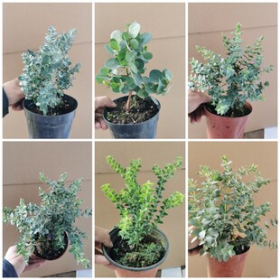 尤加利盆栽尤加利苗叶K子香味多个品种