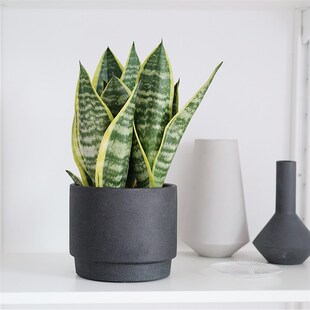 植物私生活 金边虎皮兰绿植家居I盆栽 耐阴沙漠植物包邮