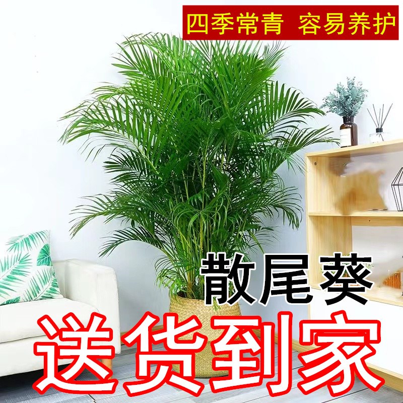 散尾葵大型绿植物客厅大型盆栽凤尾竹办公室内富U贵椰子四季常青