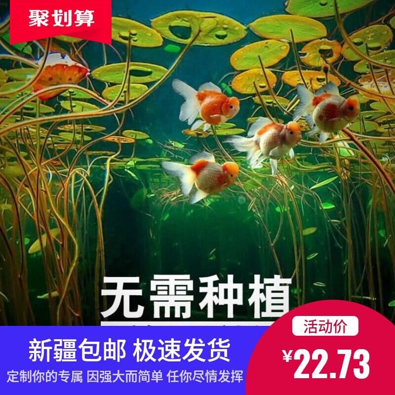 新疆包邮鱼缸f莲子迷你碗莲造景水草种子盆栽懒人新手造景四季水