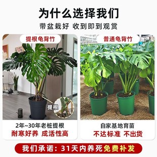 大叶龟背竹客厅大盆栽p室内植物办公室电视柜大型落地绿植老桩好