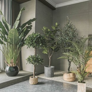 仿真绿植室内客厅真树杆黄槐花假树植物落地盆Q栽景观装饰盆景摆