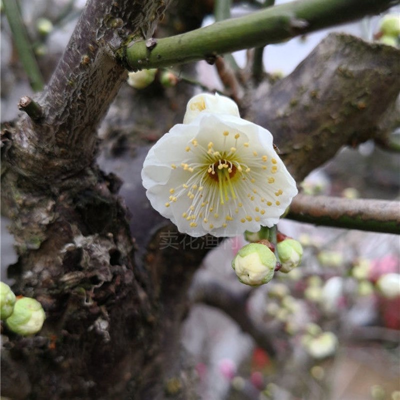 原生绿梅老桩带m花苞耐寒浓香型花阳台客厅庭院盆栽老桩