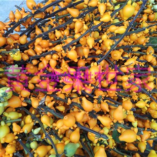 五代果鲜b花年花春节摆件鲜切枝五世同堂果枝条干花干放即可水分