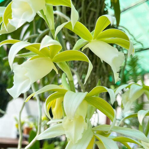 鹤顶兰室内阳台盆栽观花卉t 兰花 千鹤兰 开花多好看 花期春末夏 - 封面