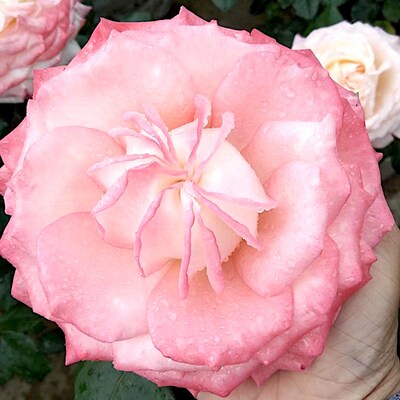 宛若处女阳台盆栽月季庭院v地栽耐旱耐寒抗病勤花馥郁香气切花玫