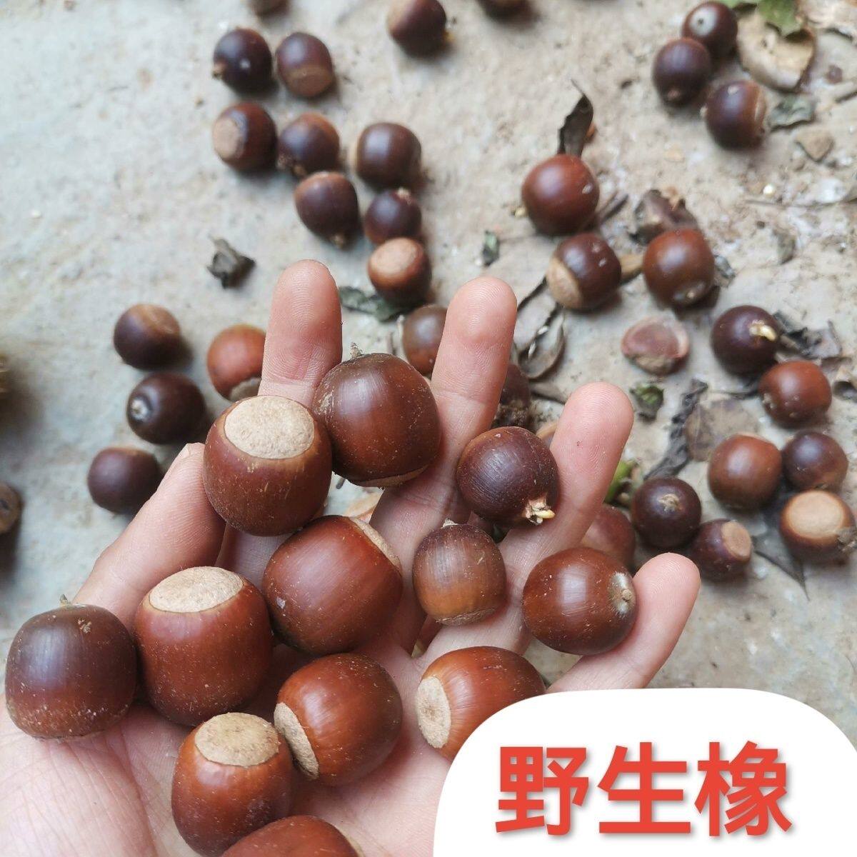 松鼠粮食新鲜野生橡子果生坚果仓鼠飞鼠专用用品食物零食橡果橡子