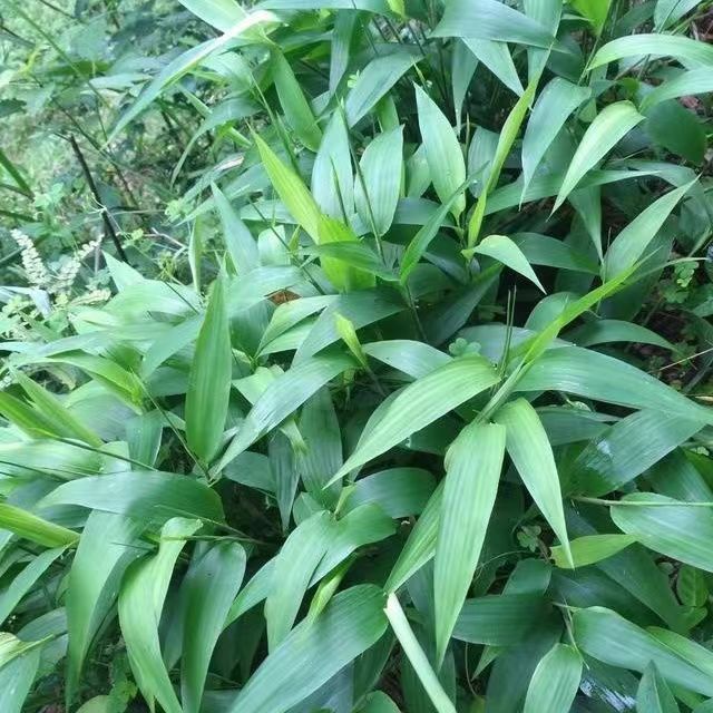 野生粽叶端午粽叶苗新鲜竹叶四季粽子树苗纯天然庭院正宗盆栽种苗图片