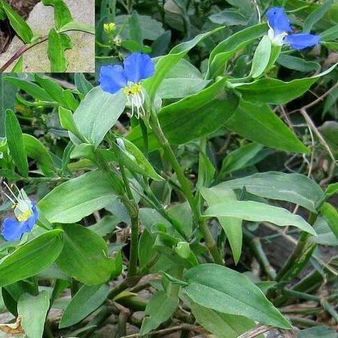 中药材原生态杜若现挖地藕竹叶莲山竹壳下单现挖新鲜杜若500克