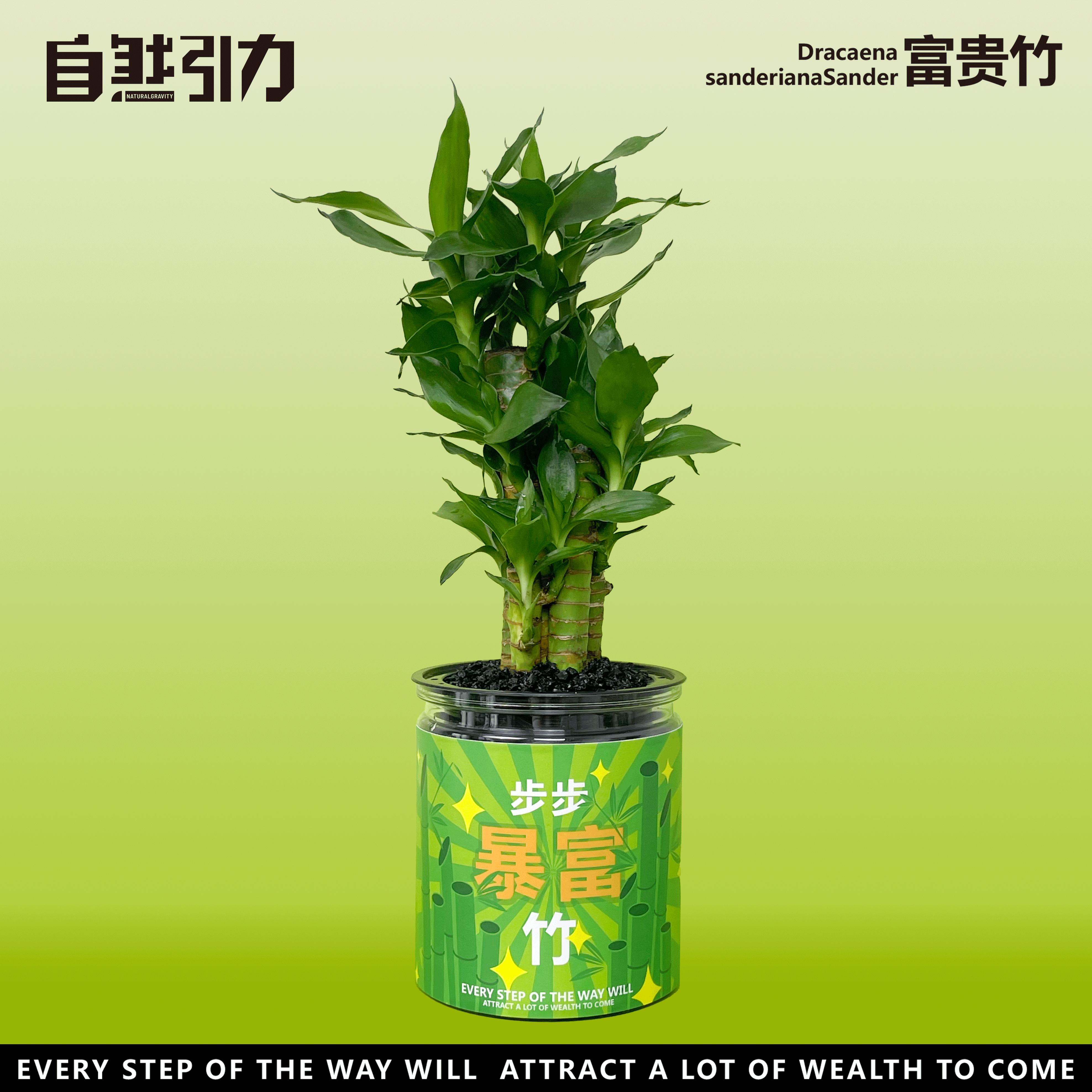 自然引力情绪植物绿植