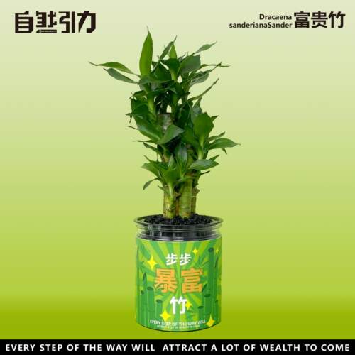 自然引力情绪植物绿植