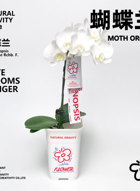 自然引力-蝴蝶兰盆栽带花苞绿植年宵花好养耐活花期长桌面摆件