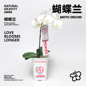 自然引力-蝴蝶兰盆栽带花苞绿植年宵花好养耐活花期长桌面摆件