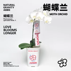 [自然引力-蝴蝶兰盆栽带花苞绿植年宵花好养耐活花期长桌面摆件]
