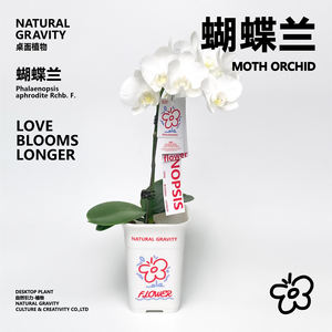 自然引力-蝴蝶兰盆栽带花苞绿植年宵花好养耐活花期长桌面摆件