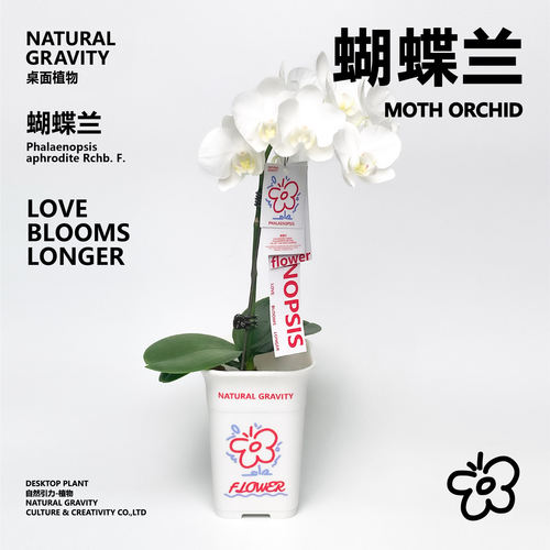 蝴蝶兰盆栽带花苞绿植