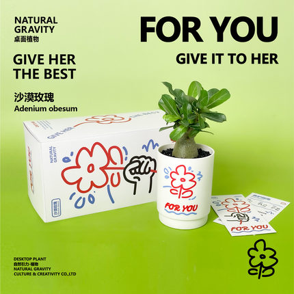 自然引力-沙漠玫瑰 桌面植物花卉盆栽懒人好养节日女生小众礼物
