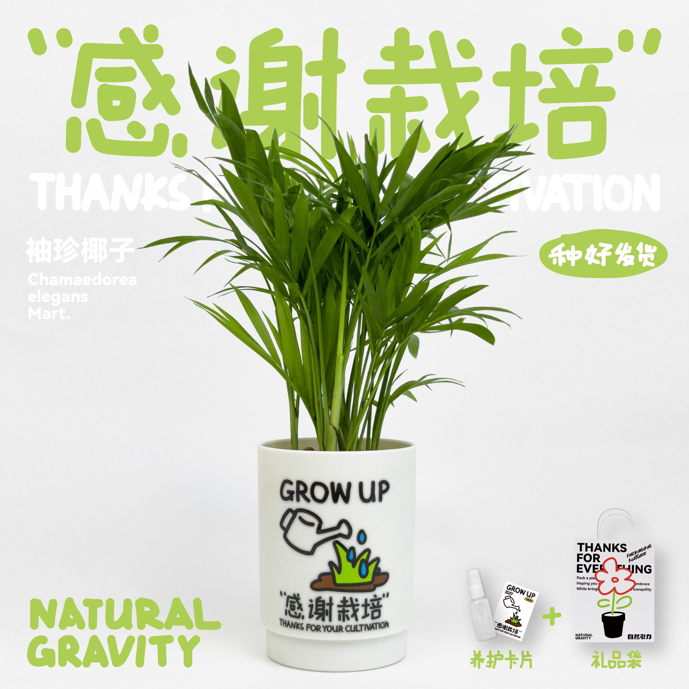 教师节礼物桌面盆栽老师礼物植物