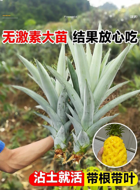 台湾金钻凤梨苗阳台庭院盆栽 地菠萝果树苗南方盆栽地栽带叶包邮