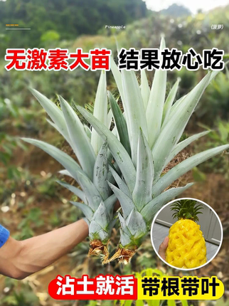 台湾金钻凤梨苗阳台庭院盆栽 地菠萝果树苗南方盆栽地栽带叶包邮