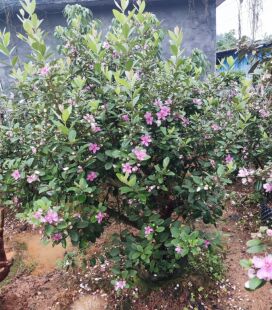 桃金娘山捻子树苗四季种植观赏别墅庭院阳台花树常青绿化盆栽绿植