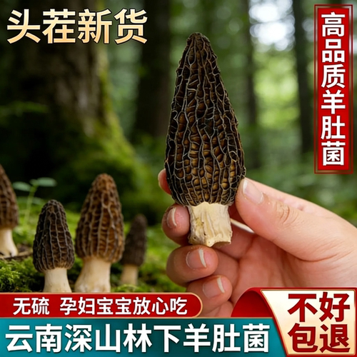 足干无杂羊肚菌 菌香浓郁脆嫩爽口 煲汤一绝